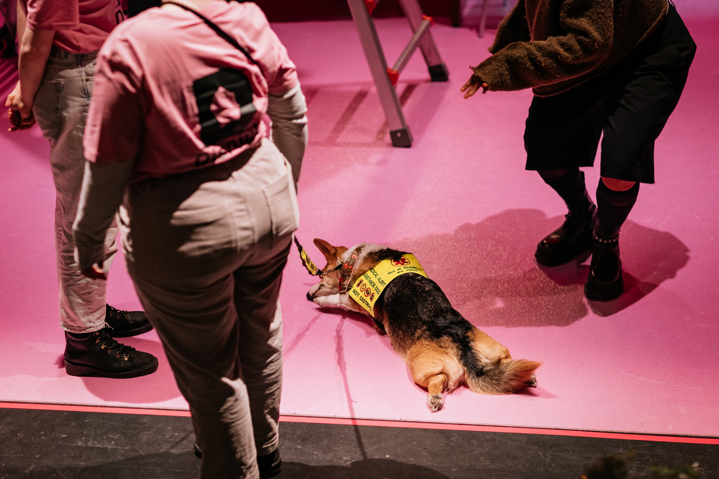 Pre-event and during set-up people are gathered on the Disconnect closing party dance floor. Three individuals who are obscured are gathered around a dog. The dog is a corgi. He is wearing a hi-vis and is lying with his legs outstretched.